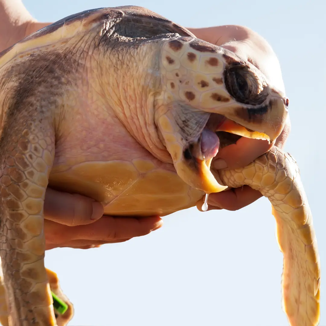 manos que sujetan una tortuga